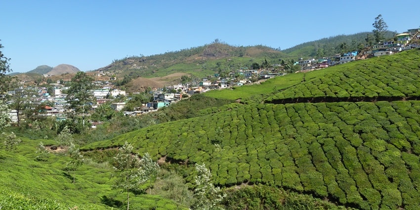 Sit back and relax in the lush green landscapes of Munnar near Periyar National Park.