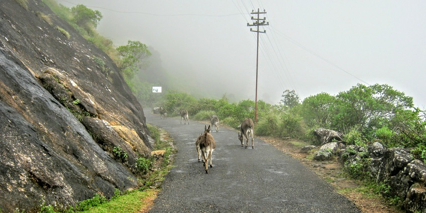 Kerala’s Idukki district is home to the beautiful hill-station of Munnar and misty weather