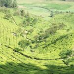 The scenic green tea fields make it a tourist attraction in Munnar for couples