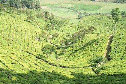 The scenic green tea fields make it a tourist attraction in Munnar for couples