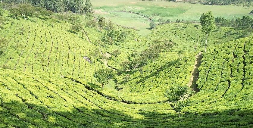 The scenic green tea fields make it a tourist attraction in Munnar for couples