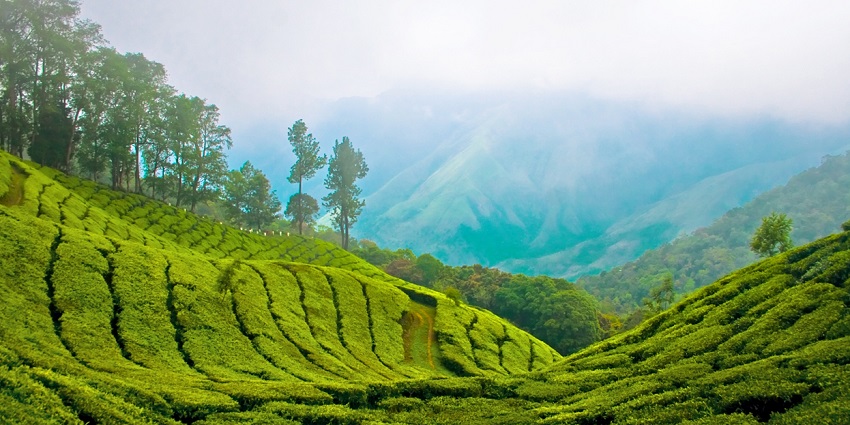 Amidst valleys, falls and tea plantations, Munnar is perfect for places to visit in Kerala in June.