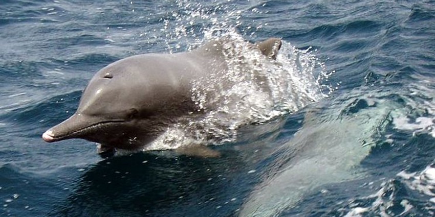 Dolphins following alongside the Dhow Musandam