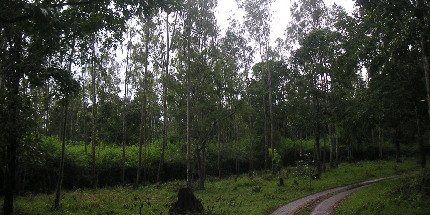 Navigate through the lush landscapes of the region to reach the alluring attraction.