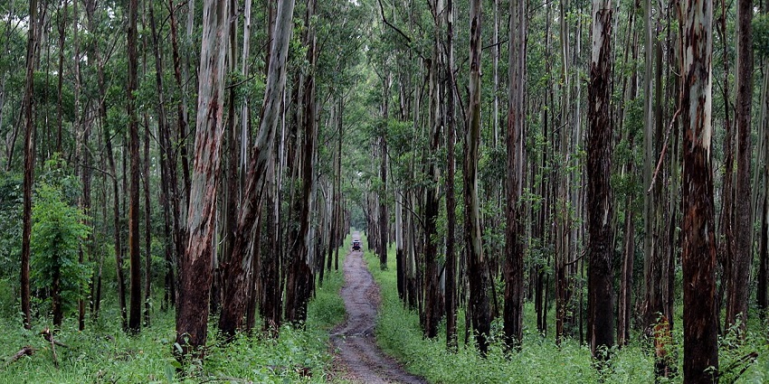 A bird's-eye view of Kerala's most picturesque safaris in Muthanga Wilidlife Sanctuary.