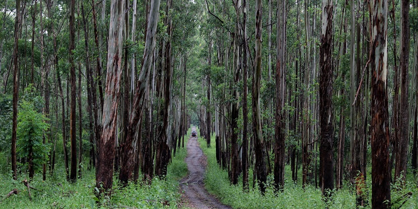 one of the most beautiful safaris of Kerala happening in Muthanga Wildlife Sanctuary