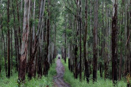 Gear up for a thrilling yet delightful journey to Muthanga Sanctuary in Wayanad.