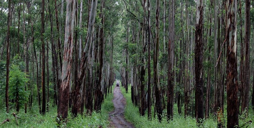 Gear up for a thrilling yet delightful journey to Muthanga Sanctuary in Wayanad.