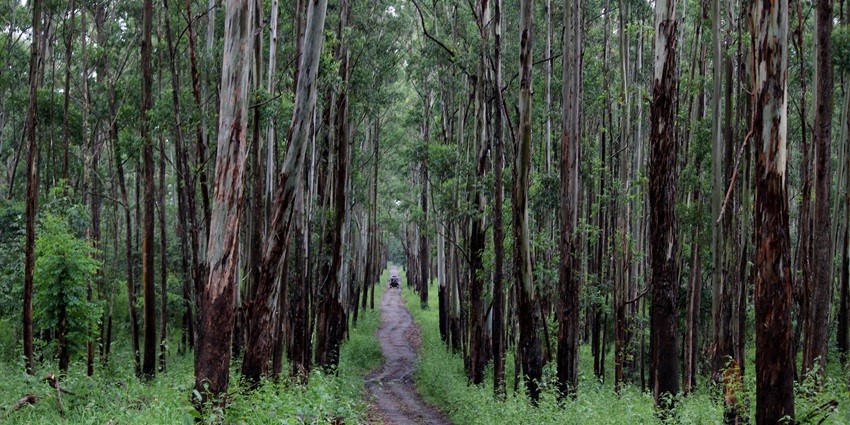 View of Muthanga Wildlife Safari - one of the most beautiful safari in Kerala