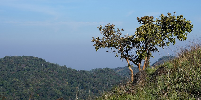 Enjoy the grassy highlands and spectacular views from the Nadukani Ghat in Idukki, Kerala.