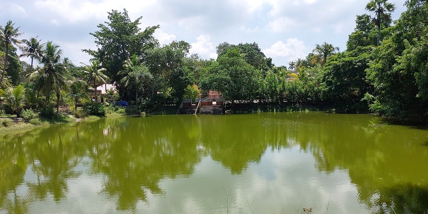 Nagamkulangara temple pond is a popular tourist hotspot in Nagamkulangara, Kerala