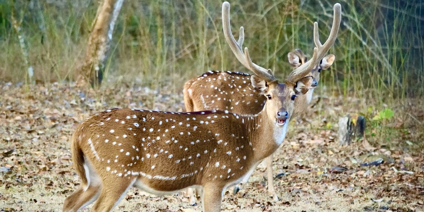A deer couple clicked standing next to each other at Nagarhole National Park in Karnataka