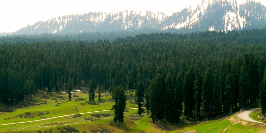 Tall trees in a dense forest with snowy mountains behind and green meadows around them.