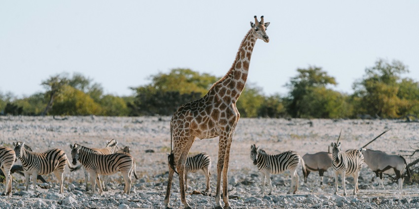View of a giraffe standing in the middle of several zebras in a grassland in Namibia