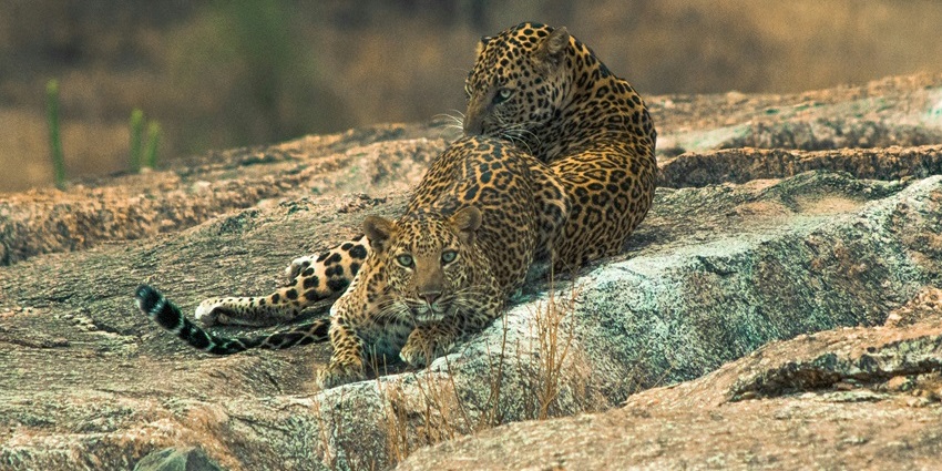 A leopard spotted resting on the barren grounds of the Nandini Wildlife Sanctuary.