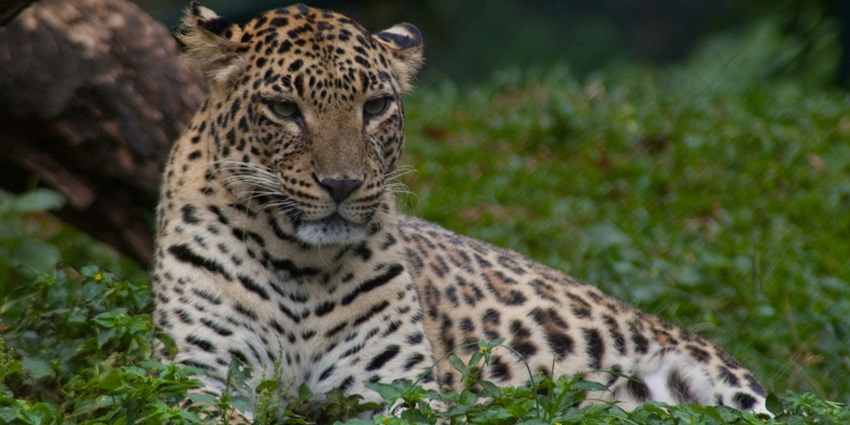 A leopard spotted at the Nandini Wildlife Sanctuary, a hotspot near the Dogra Art Museum.