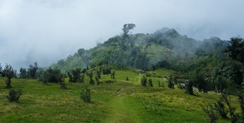 An image showing the lush green path to the National Park, a treat for nature lovers.