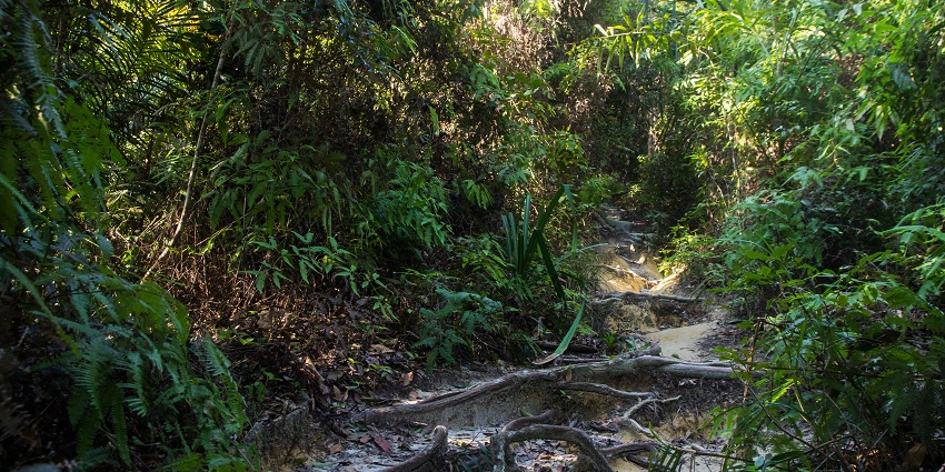 Diverse wildlife, scenic trails, and pristine beaches - things to do in Penang.