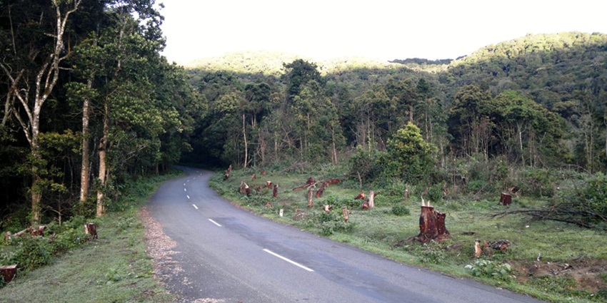 Pampadum Shola National Park has enormous scenic landscapes, perfect for photography.