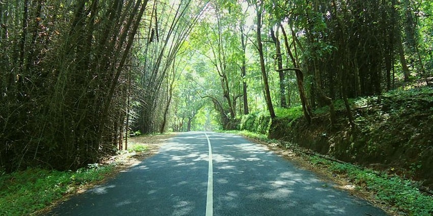 A road surrounded by trees