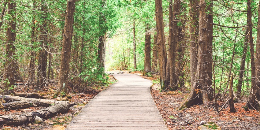 Nature walks at Shenduruny Wildlife Sanctuary.