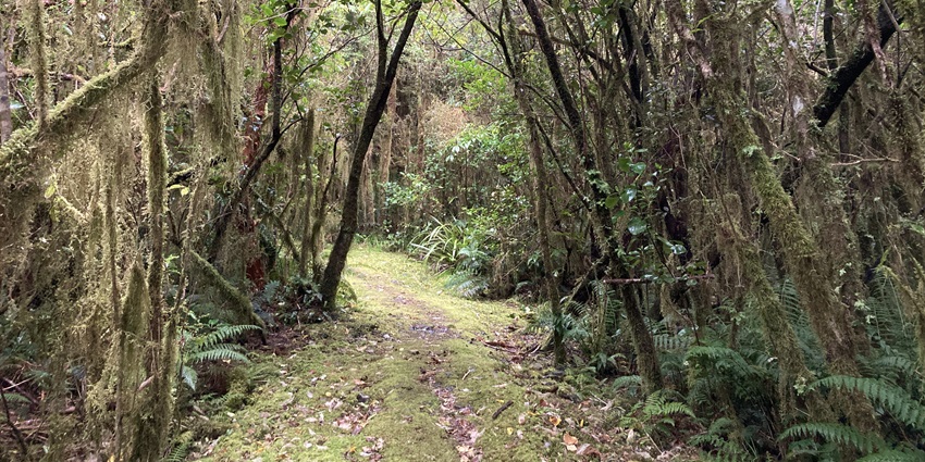 Explore Kashmir’s natural beauty as you take a walk at the Dachigam National Park.