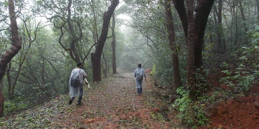 A group of hikers trekking through a nature trail that is filled with lush greenery
