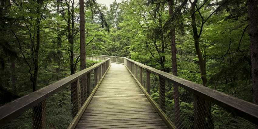 Strolling amidst lush greenery is the best thing to do in Karimpuzha Wildlife Sanctuary.