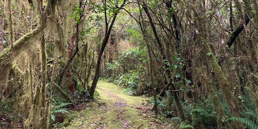 Scenic views of Cockayne nature walks somewhere in the forest amidst wildlife