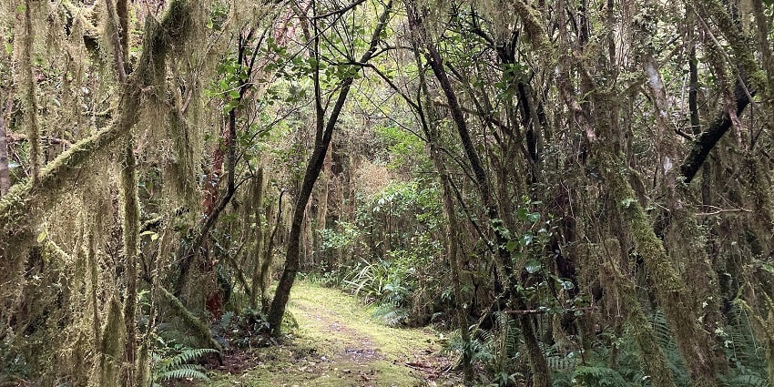 A stunning view of a lush green forest with a path in between during the daytime.