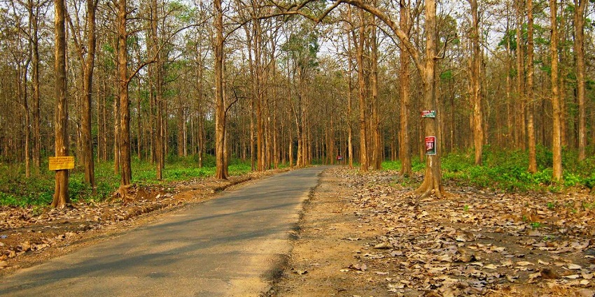 Go on a serene walk in the Nedumkayam Forest in Kerala for a refreshing escape