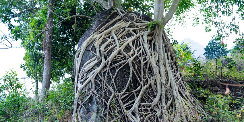 Roots of a tree dramatically wrapping around a large boulder in Nedumkayam Rainforest