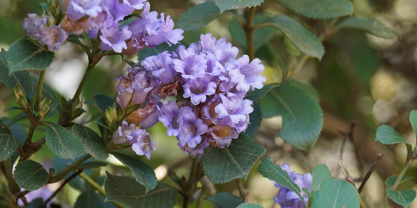 Neelakurinji flowers bloom once in every 12 years at Kurinjimala Sanctuary near the region.