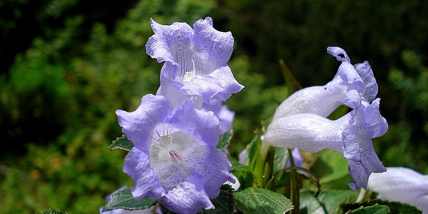 Kurinjimala Sanctuary in Kanthalloor preserves the exotic Neelakurinji shrubs.