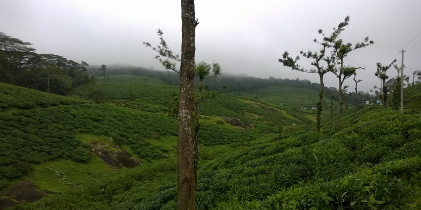Verdant meadows of Nelliyampathy- a must on your itinerary of hill stations near Varkala
