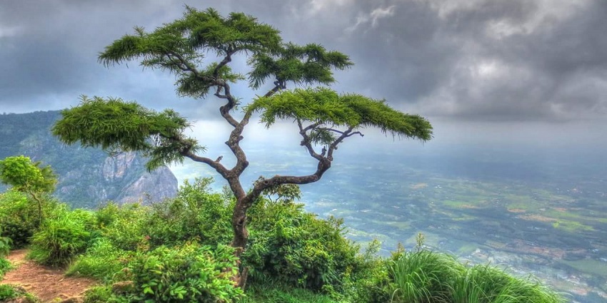 Have an immersive experience while exploring the rich biodiversity of Nelliyampathy.