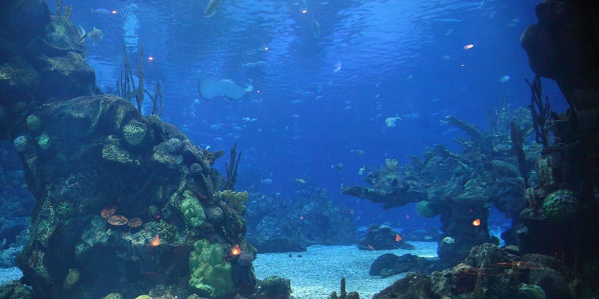 A picture of an underwater coral reef with multiple fish and seaweed all around