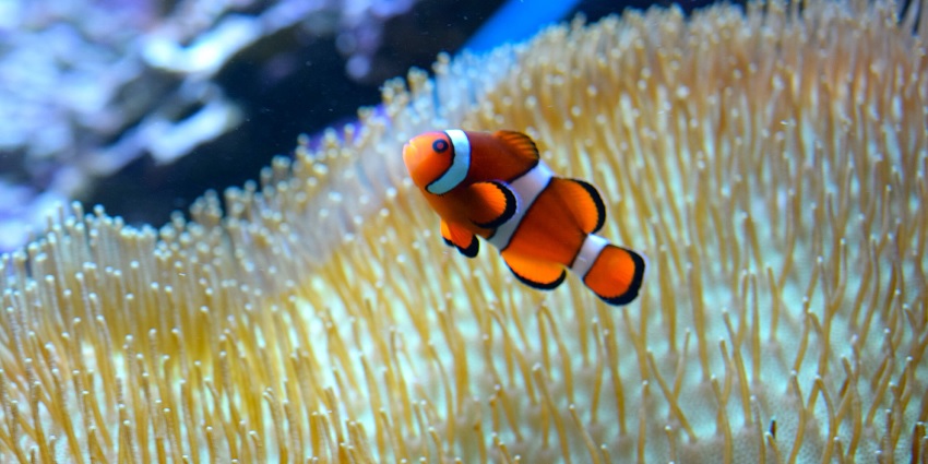 Nemo Reef is one of the popular spots for undertaking Snorkelling in Andaman.