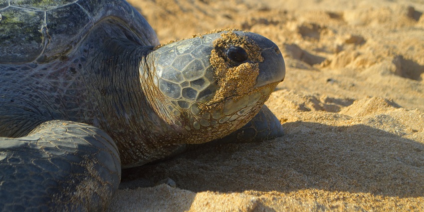 The Andaman Islands is a common nesting place in South Asia, with only one in India.
