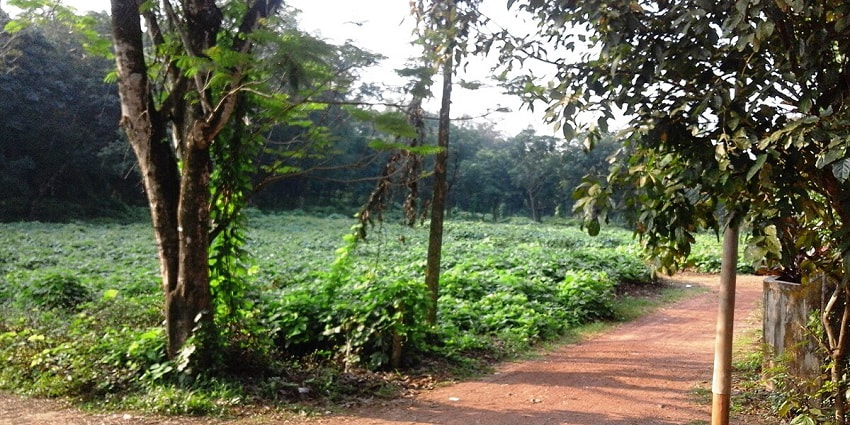 Stroll through the lush New Amarambalam Reserved Forest during your Nilambur trip.
