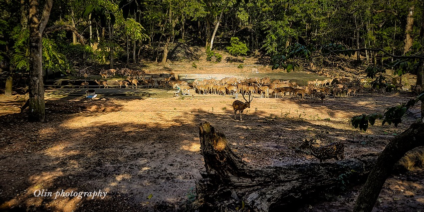 The most beautiful Deer park at 'Neyyar Dam wildlife - places to visit near Trivandrum