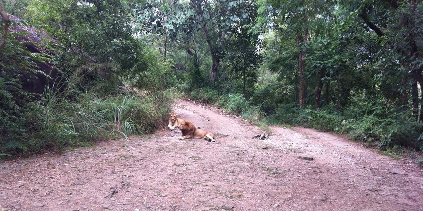 Neyyar wildlife sanctuary is a perfect place near the museum for wildlife enthusiasts
