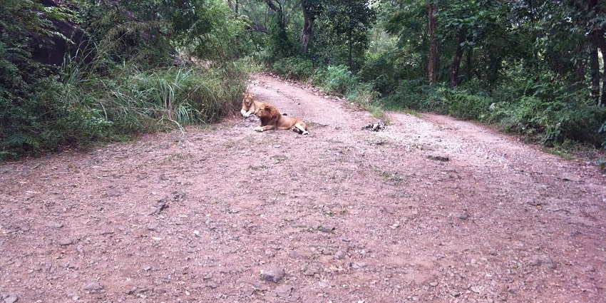 The beautiful Neyyar Wildlife Sanctuary is one of the best places to visit near Peppara.
