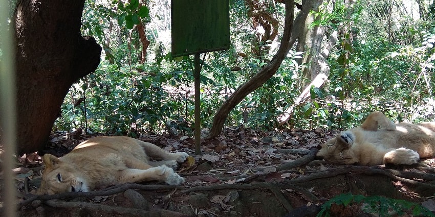Get a glimpse of lions in their natural habitat with jungle safari at zoos in Kerala