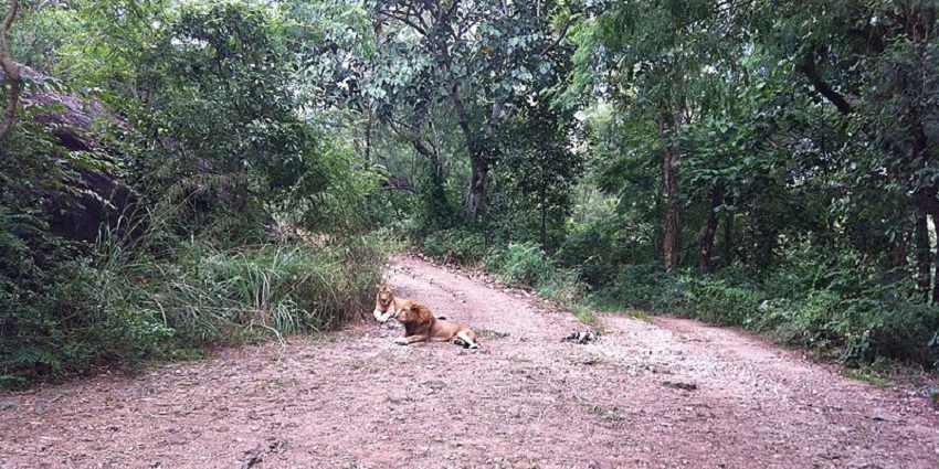 Lions sitting in the middle of a forest