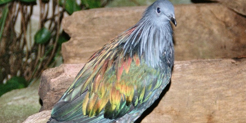 Caloenas nicobarica, commonly known as the Nicobar pigeon, greenish-blue hue, purple chest