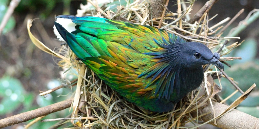 Tourists can spot the Nicobar Pigeon while bird watching in Galathea National Park