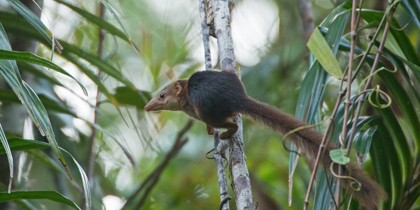 Nicobar treeshrew in its natural habitat, a small mammal with a long tail, foraging amidst lush vegetation