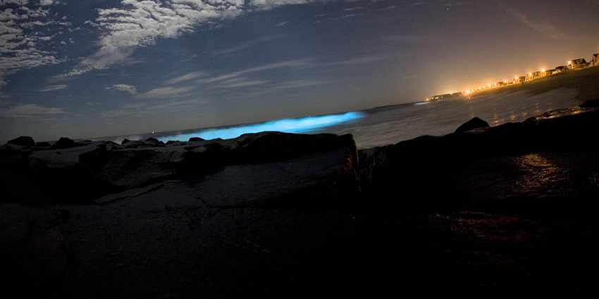 Bioluminescent dinoflagellates producing light in breaking waves
