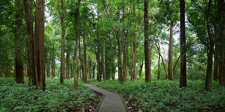 A stunning view of Nilambur Forest, which is a must-visit destination in Kerala for all.